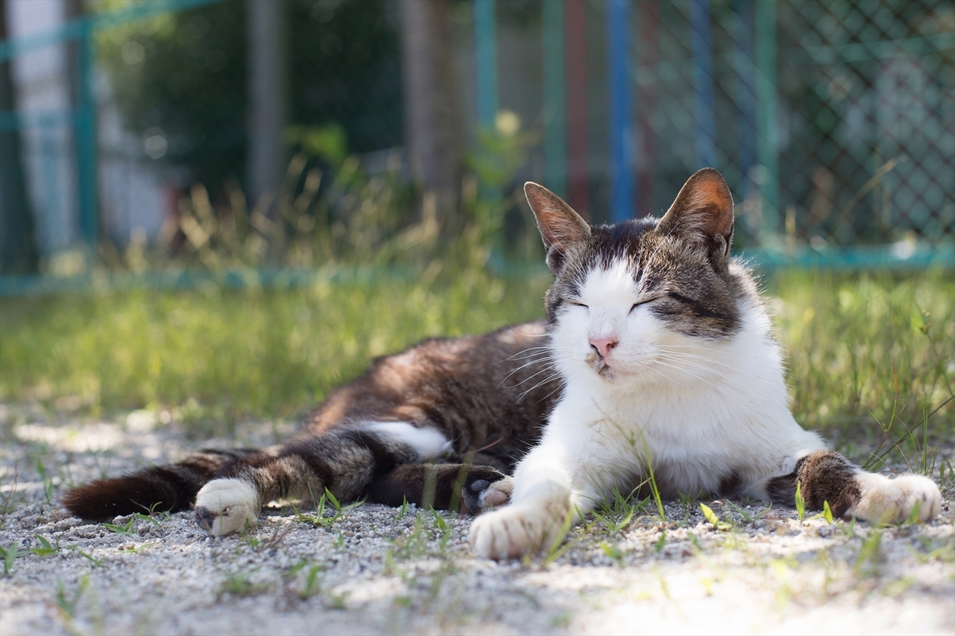 野良猫のふん対策はどうする ウチの庭に寄せ付けない撃退法8選